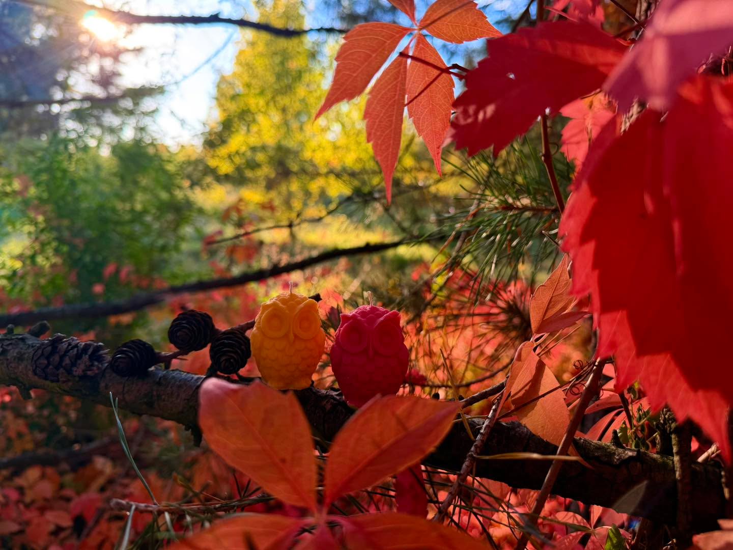 🍂🦉 Sojowa jesień przysiadła na gałązce🦉🍂