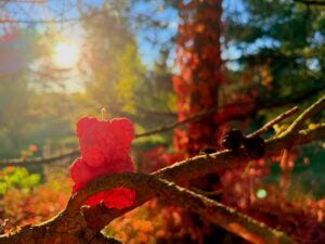 🍂🐻 Jesień… i nasz mały sojowy miś na gałązce 🐻🍂