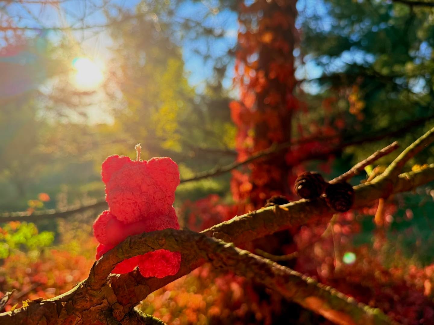 🍂🐻 Jesień… i nasz mały sojowy miś na gałązce 🐻🍂